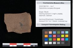 Foto (Objekt + Etikett) von Glyptostrobus europaeus Brongniart (NHMW-GEO-2024-0188-0163)